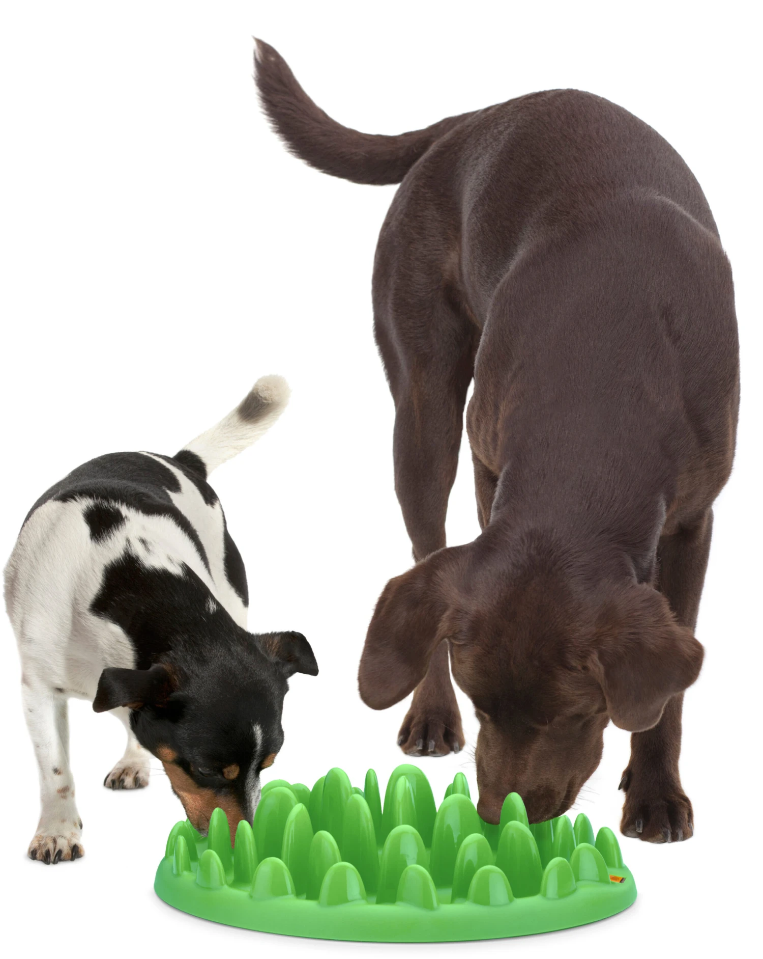 Flamingo Gamelle Anti-glouton Northmate Green Vert 40x30x10cm – Image 4