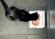 Sureflap Bol Hermétique Surefeed – Image 4