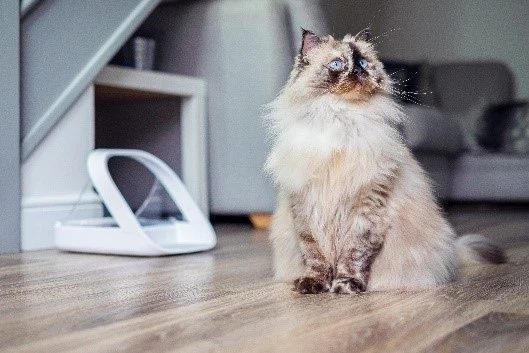 Sureflap Distributeur De Nourriture Connect Surefeed – Image 6