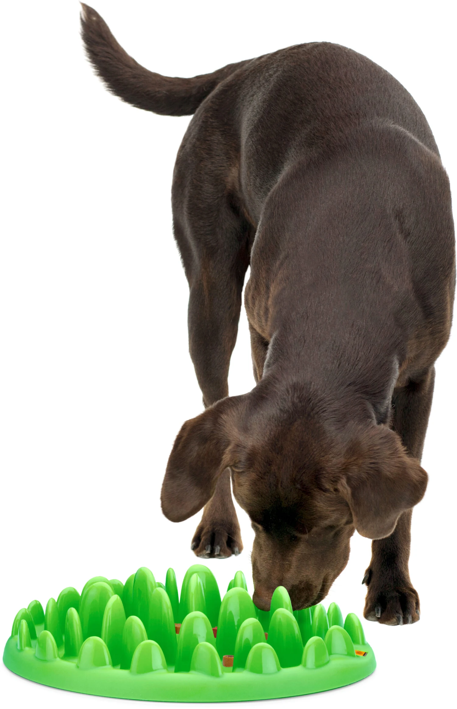 Flamingo Gamelle Anti-glouton Northmate Green Vert 40x30x10cm – Image 2