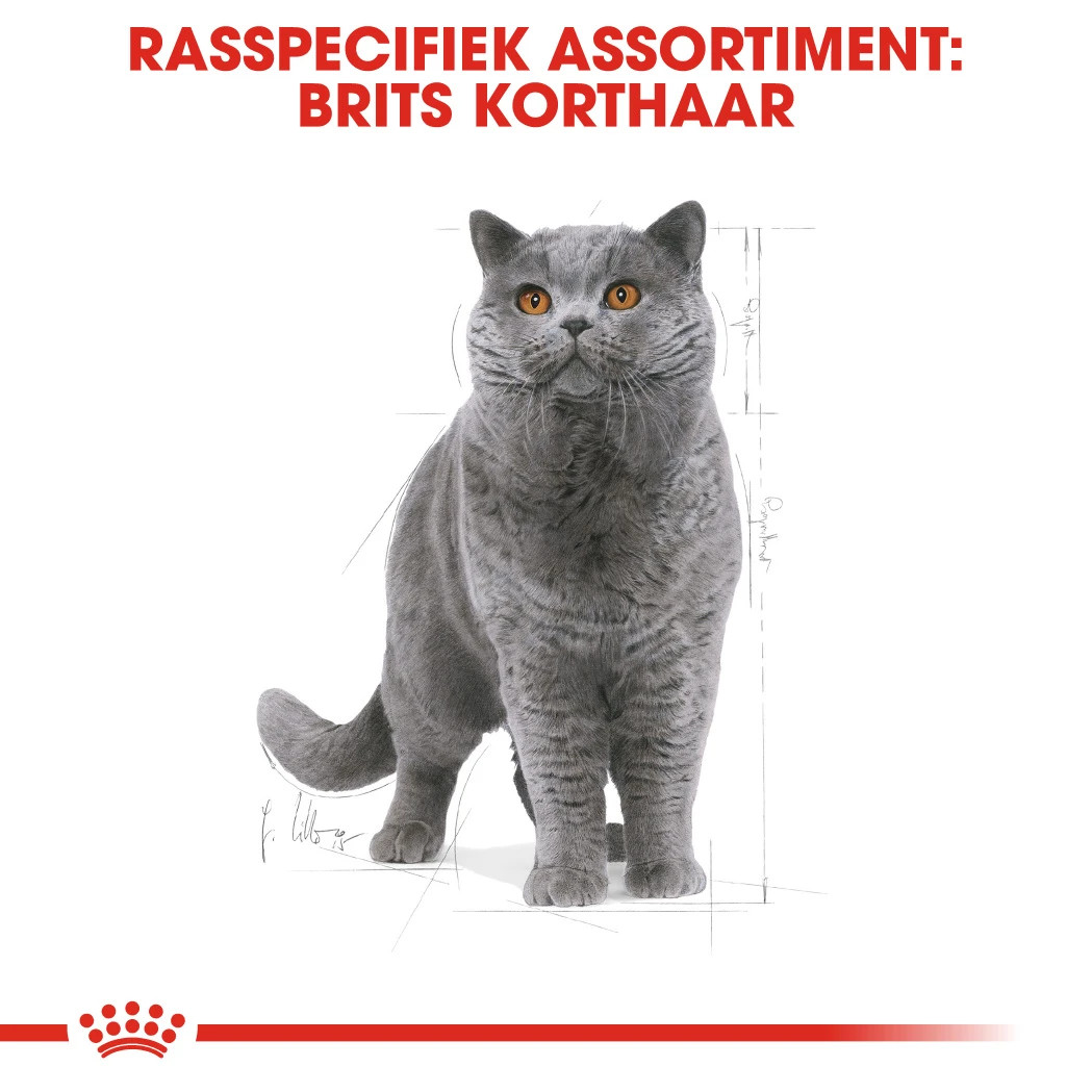 Royal Canin British Shorthair Pour Chat 10kg – Image 4