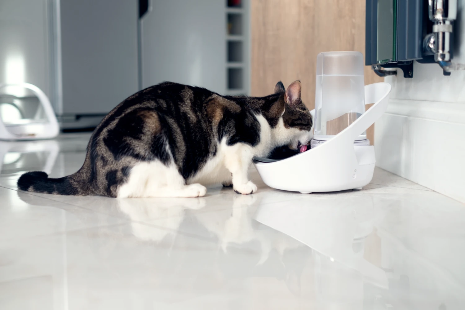 Brand Distributeur D'eau Connect Felaqua – Image 2