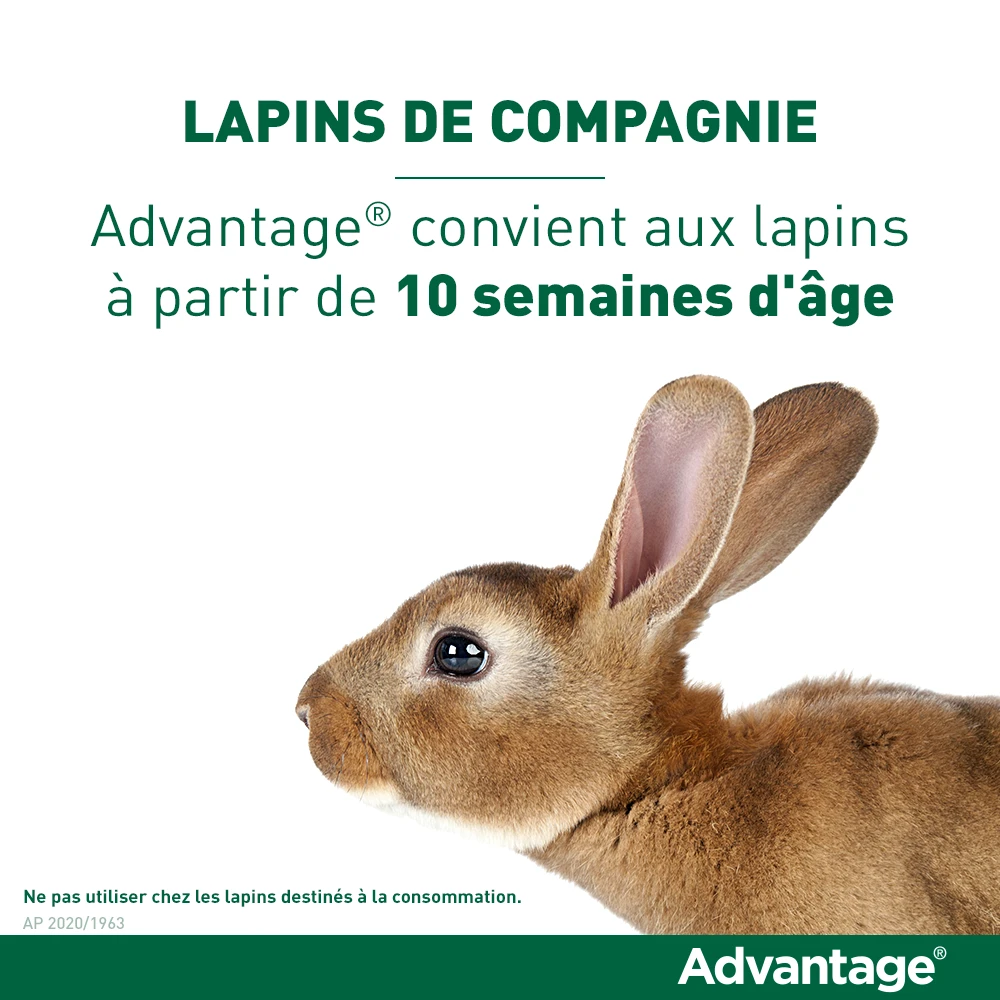 Advantage 80 Chat Et Lapin De Plus De 4 Kg – Image 6